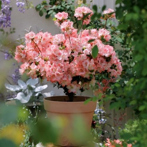 semi di rododendro resistenti all'esterno, azalea di antiche varietà, balcone rustiche 30pcs