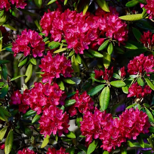 semillas de rododendro, azalea resistente, interior exóticas balcón 500pcs