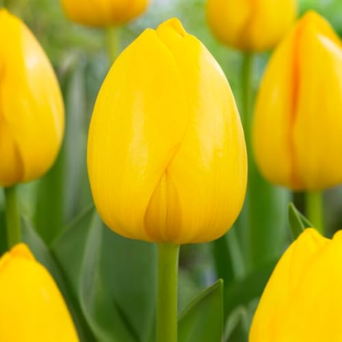 10 bulbes de Tulipes Darwin 'Novi Sun' | Circonférence 11/12 cm | Bulbes provenant des meilleurs producteurs néerlandais | Sélection exclusive et contrôle qualité | Floraison garantie.
