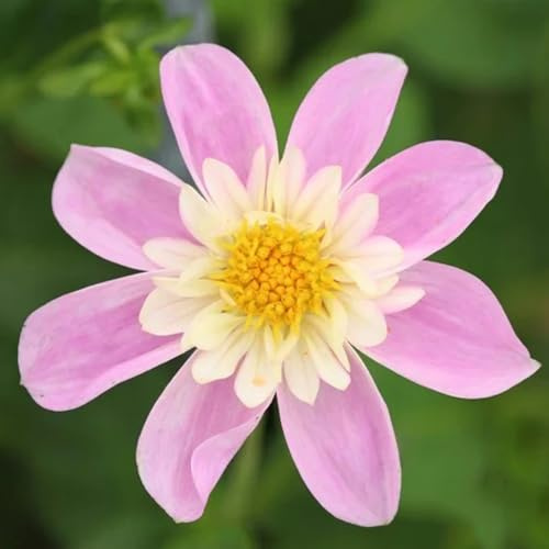 tuberi di dalia resistenti in vaso Coltivare giardino esterni 3pcs