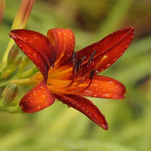 Blumixx Stauden Hemerocallis Hybride 'Crimson Pirate' – Taglilie, dunkelrot blühend, winterharte Staude, robust, für Garten