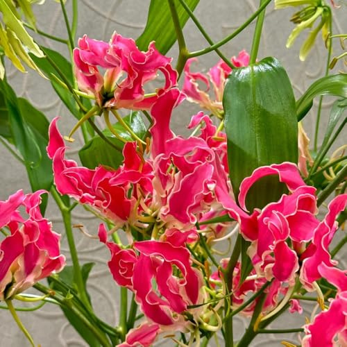 4zwiebeln flammenlilien frühlingsblüher, hängepflanze fackellilie gartenblumen blumenzwiebel, balkonpflanzen bodendecker winterhart