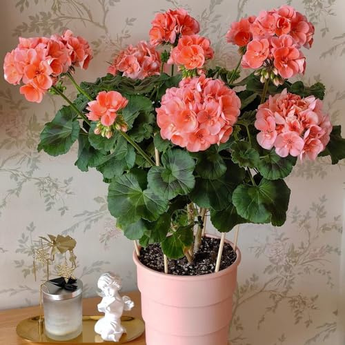 gerani semi di selvatici da ombra pelargonio Decorazioni autunnali per un giardino resistente da balcone recisi di esotici selvatici balcone insoliti 550semi