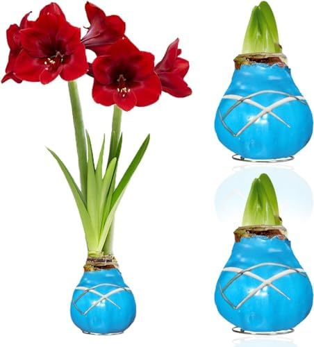 Amaryllis in Wachs Striped Blue - 2 Wachsamaryllis Blumenzwiebeln | Wax Amaryllis Zwiebel in Großformat 28/30, Exklusive Echte Pflanzen aus Holland, Hippeastrum (keine Samen, nicht künstlich)