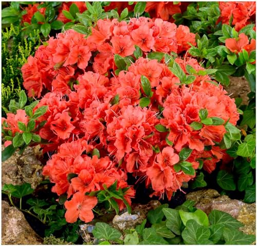 GrowOn Shrubs [2 Litre] Dwarf Japanese Azalea Japonica 'Geisha Orange' | Evergreen Shrub | Outdoor Garden Ready Plant | Spring Flowering | Orange Flowers