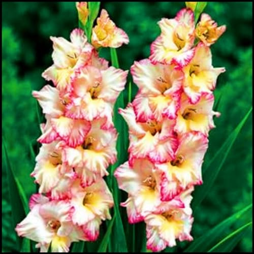 Gladiolus Bulbs Gladiolus Flower-(Gladioli Flowers,Cut Flowers,Wedding Flowers,Plant Bulbs,Ornamental Flowers)-3bulbs-b