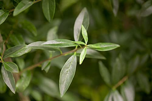 Ligustrum vulgare 125-150 cm - Gewöhnlicher Liguster, weiße Blüten, Blütezeit Juni-Juli, ideal für Hecken, bienenfreundlich, winterhart