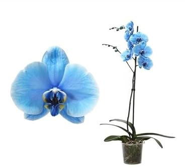 Phalaenopsis Flores Color Azul Planta Natural de Interior Orquídea Azul