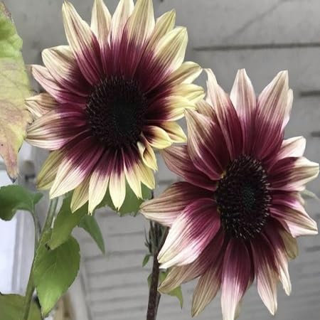 50 graines de tournesol