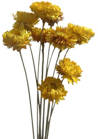 Qsvbeeqj 10 Fiori Secchi con Gambo Lungo da 23 6 Pollici per Decorazioni Domestiche Fotografie Composizioni Floreali per Matrimoni