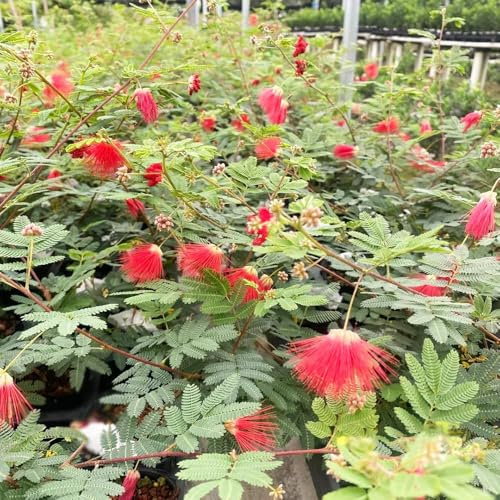 100 piezas semillas de seda - de interior exóticas, semillas silvestres perennes jardín, jardín