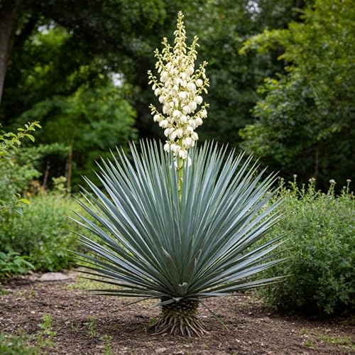 Yucca Rostrata 80/90 cm Pot 25l - Plante En Pot - Floraison Été - Hauteur 80/90 Cm - Exposition Soleil Sol
