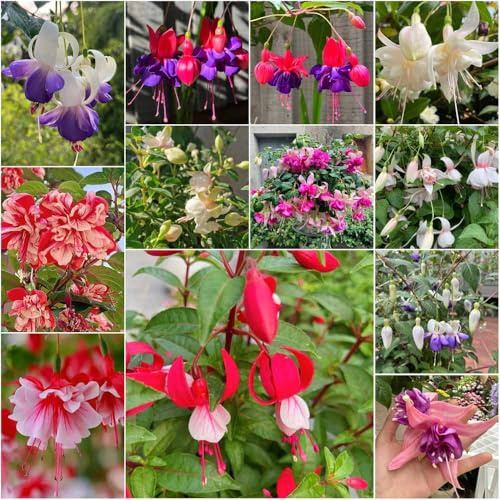 Fuchsien winterhart sommerblumen balkon balkongarten gartenblumen mehrjährig winterhart hochbeet balkon Fuchsiensamen wildblumenwiese mehrjährig gartensamen 25samen