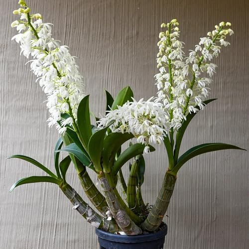 semillas de orquídea dendrobium Cobertura vegetal para macizos de, perenne resistente ornamentales, decoracioneses para lugares soleados. silvestres balcón 70pcs