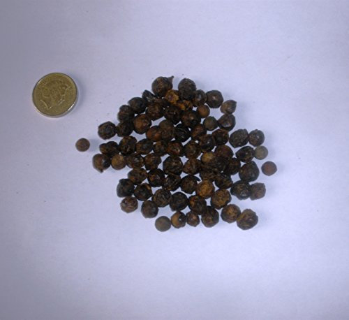 Windmill Palm, Chinese Palm, Trachycarpus fortunei Seeds (250)