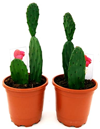 OPUNTIA, FICO D'INDIA A FRUTTI ROSSI, 2 PIANTE, Vaso 13cm diametro, piante vere