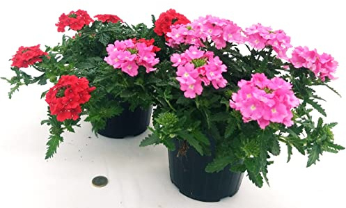 POWERS TO FLOWERS - VERBENA ROSA E ROSSA, VASO 14CM DIAMETRO, 2 PIANTE, piante vere