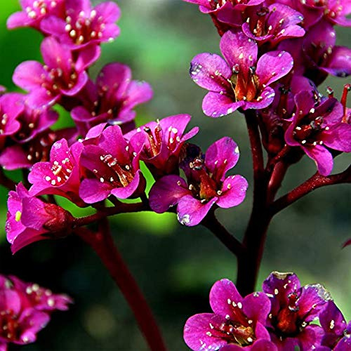 Bergenia SEMI-RED-AKA Cuore Foglia Bergenia Pig Squeak, rustiche a zona 3 (30)