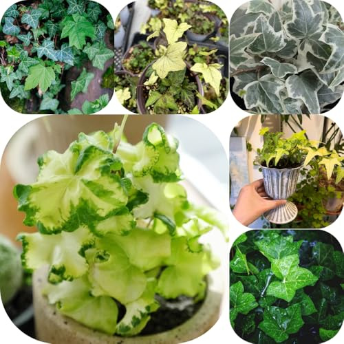 Semi di edera - giardino aromatiche da giardino verdi resistenti resistenti per giardini rocciosi da appartamento facili curare vecchie varietà esotico 300pcs
