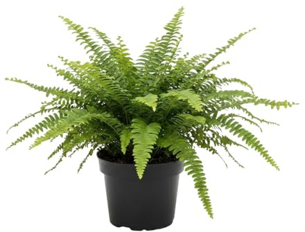 DECOALIVE Helecho Espada de Salón Nephrolepis Exaltata en Maceta 12cm Planta Viva para Casa u Oficina