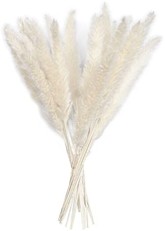 YIWOYI 15 Stück getrocknete Schilfrohrblumen-Arrangement natürliches Pampasgras Phragmites Communis Pflanzen Bouquet für moderne Heimdekoration (weiß)
