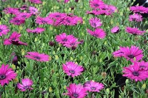 Park Farm Plants 3X Osteospermum 'Tresco Purple' OSTEOSPERMUM Large Perennial Plug Plants.