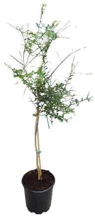 AzJardin- Árbol Limonero caviar cítrico. Maceta 25cm. Altura sobre 120cm. 3 años antigüedad. Citrus australasica