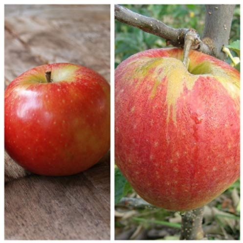 Familienbaum Duo Apfel Halbstamm Cox Orange - Jonagold