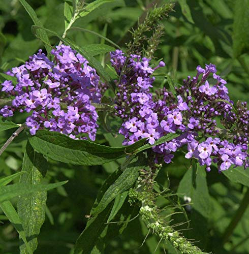 Schmetterlingsstrauch Purple Emperor 40-60cm - Buddleja - lebende Gartenpflanze aus den Baumschulen