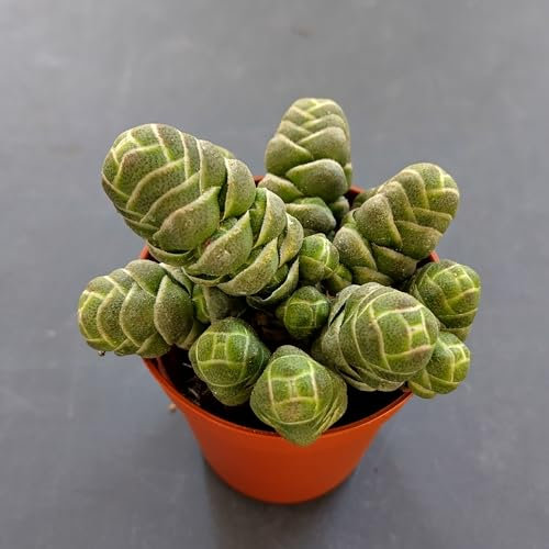 SUNNYPLANTS - Crassula barklyi Plante, plantation, boutures, plantes succulentes, graines, boutures Crassula