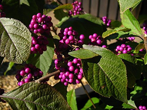 Liebesperlenstrauch, Schönfrucht, Callicarpa bodinieri, 60-80cm im Topf