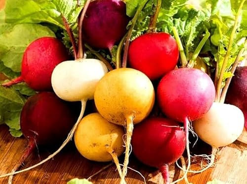 Radish Rainbow Mix Red Yellow Purple White 500 Seeds + Plant tag + Freebie - Coloured Garden