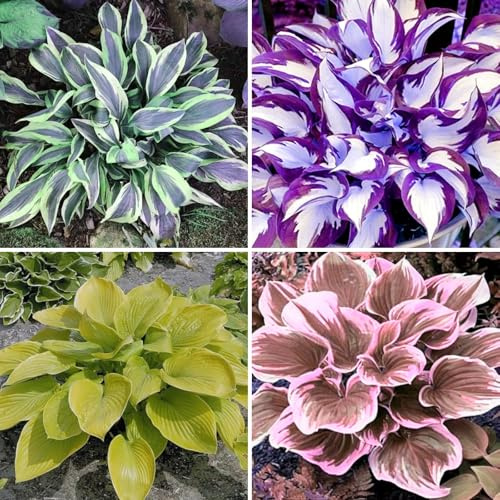 Winterharte Funkien Rhizome - Winterharte Hosta für Garten & Heimdekoration-8 Hosta knolle-C