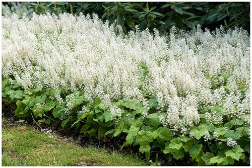 Stauden Gänge 1 x Tiarella cordifolia Schaumblüte winterhart | Winterharter Bodendecker für Halbschatten bis Schatten, Blüte April bis Mai, mehrjährig, 9x9 cm Topf