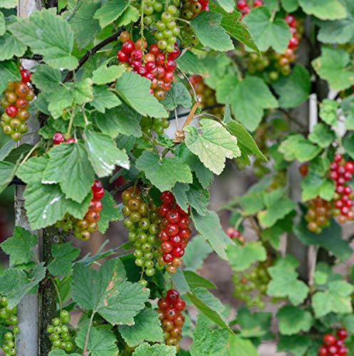 Rote Johannisbeere Rovada 40-60cm - Ribes rubrum