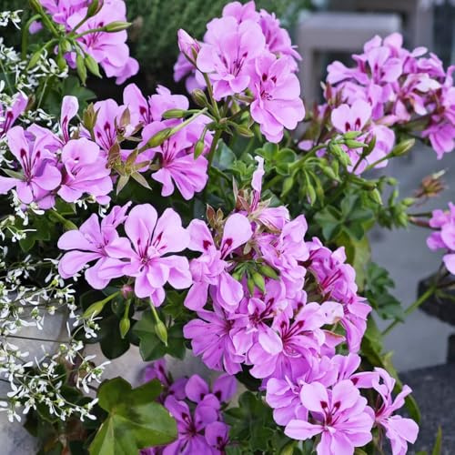 semillas de geranio perenne - resistentes interiores jardín de rocas exótica 50pcs