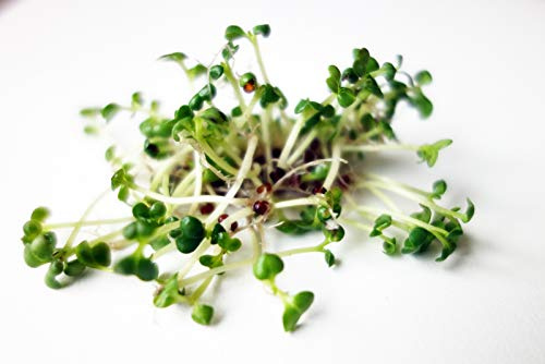Bio Keimsprossen - schwarzer Rettich Radish Black - Sprossen Microgreen - 250 g