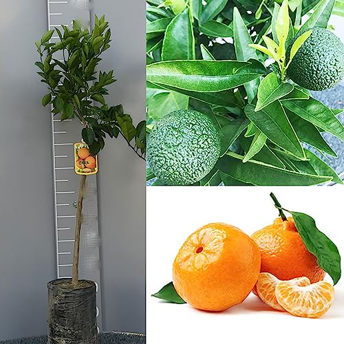 SAVINI VIVAI Planta Clementino, Clementino Hernandina, árbol de cítricos en fitocélula, altura 100-120 cm 1 año de injerto, fabricado en Italia