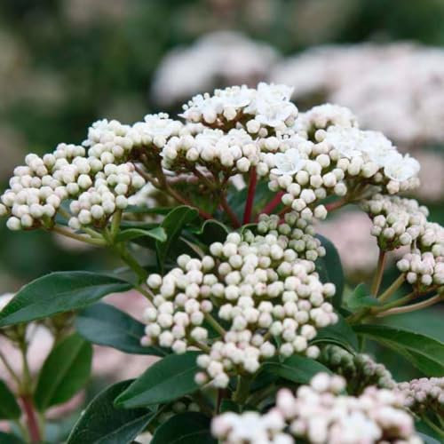 Viburnum tinus 'Eve Price' – Elegant Evergreen Half Standard Shrub with Abundant White to Pink Flowers & Glossy Green Foliage – Ideal for Year-Round – 2X 9cm Pots by Thompson & Morgan
