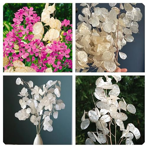 Semi Lunaria pianta Decorativa, Moneta di Prete, Moneta del Papa