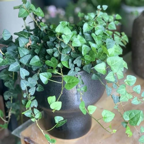 semillas de hiedra - variedades antiguas orgánicas decorativas balcón jardín de rocas resistentes 150pcs