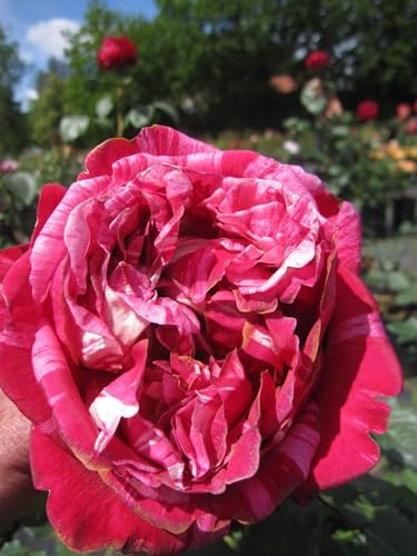 Rosa Berthe Morisot ® - Strauchrose - Duft+++ - Delbard-Rose