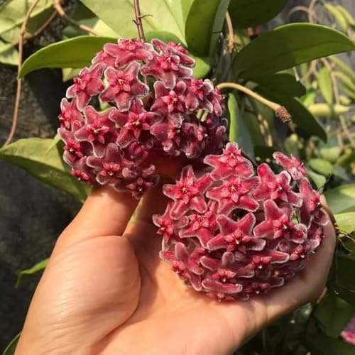 Hoya, gartendeko für draußen Wachsblume, sommerblumen grünpflanzen zimmerpflanzen blumendeko steingartenpflanzen winterhart exotische 300Samen