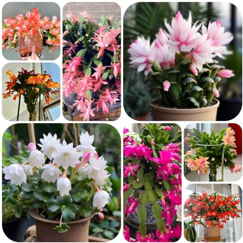 cactus di natale giardino di interno decorativo balcone 150semi