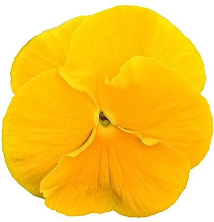 Winter Bedding Plants, Pansy 'Primrose', 20 x Full Plant Pack, Pansy Plants, Winter Pansies, Garden Flowers, Garden Ready and Ready to Plant, Premium Quality Flowers