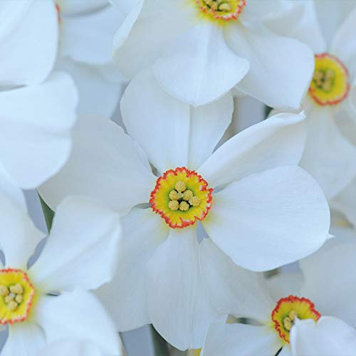 Daffodil Hardy Spring Flowering Bulb, Garden Borders, Patios and Cut Flowers, Scented Flowers in Spring, Easy to Establish, 40 x Daffodil (Narcissus) Sagana Bulbs