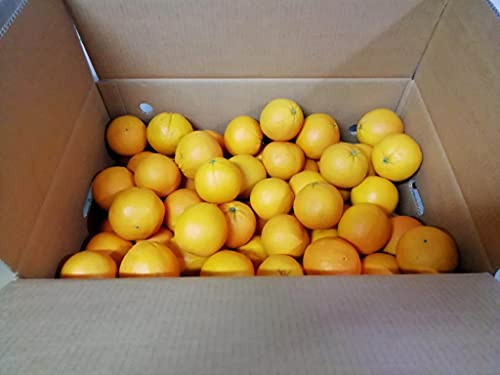 ARANCE CALABRESI - 18 KG - CALIBRO MISTO - Sapore dolce - Non trattate e garantite buccia edibile - Giardino Digitale - Prodotte in Calabria a Corigliano Calabro - ITALIA (18)