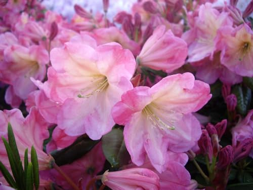 Rhododendron fortunei Hybride Ngorongoro - Großblumige Rhododendron - 30-40cm - duftend