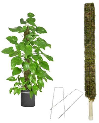 Self-Watering Moss Pole | Stakes Sphagnum For Climbing Plants | Moss Pole For Plant Monstera | Real Moss Stick Handmade Potted Plants Support Trellis Perfect For Big Climbing Plants Indoor