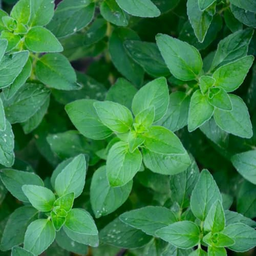 semi di maggiorana perenni - giardino, esotiche balcone 100pcs